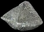 Pyrite Replaced Brachiopod (Paraspirifer) - Ohio #52713-1